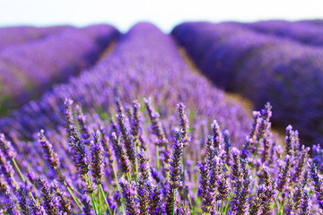 Lavender blooming field