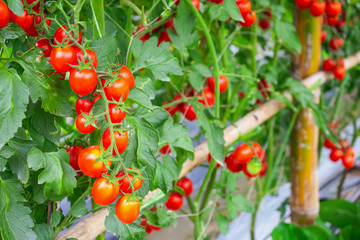 Fresh ripe red tomatoes plant growth in organic greenhouse garden ready to harvest
