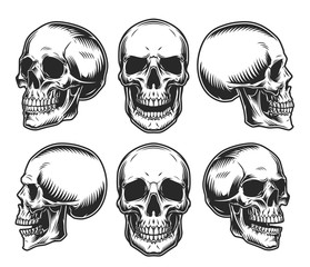 Human skulls collection