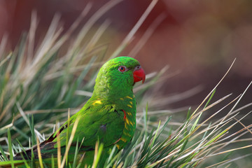 The scaly-breasted lorikeet (Trichoglossus chlorolepidotus) sitting on the ground in the grass. Green parrot on the ground in a tuft of grass.