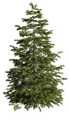 Picea Abies. Tree isolated on white.