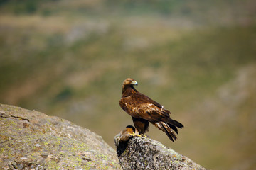 The golden eagle (Aquila chrysaetos) sitting on the rock. Male golden eagle in the Spanish mountains.