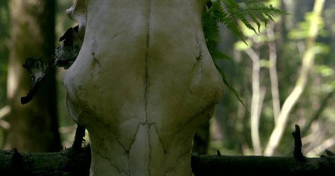 close-up view of skull of wild horned animal on log in woodland, slim woman is walking near