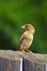 The house sparrow (Passer domesticus) sitting on a stake in a wooden fence.