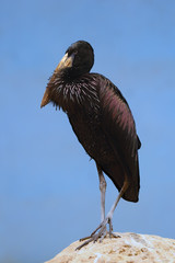 The African openbill (Anastomus lamelligerus) standing on the rock with blue background. Portrait of the dark african stork.