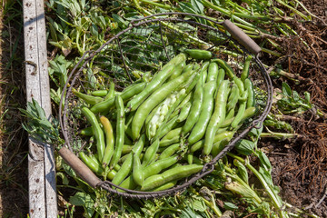 Au potager - récolte des fèves