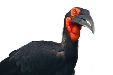 The southern ground hornbill (Bucorvus leadbeateri) formerly known as (Bucorvus cafer) , isolated portrait.