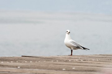 Möve.