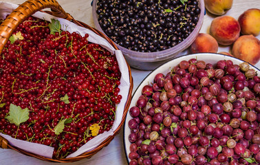 black and red currants, gooseberries and peaches, the harvest in the garden