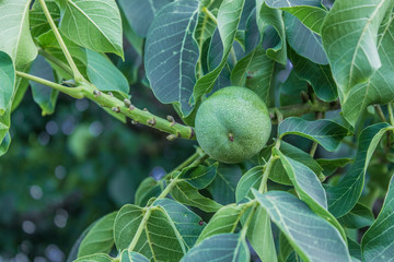 Walnut plantation, walnuts on a branch, harvesting, agriculture, nuts, walnut, farming