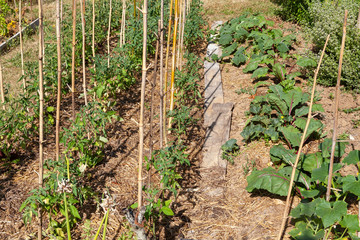 Au potager - rang de tomate