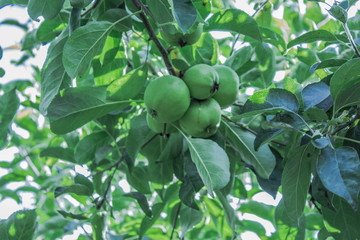 apples on a branch, healthy food, vitamins, agriculture, orchard, green apples, fruit