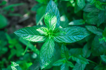 mint leaves close up, spicy herbs, mint on a bush