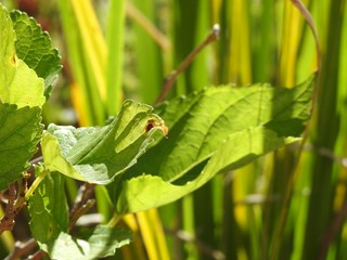 Green leaves lit by sunlight. Focus is on a leaf that has its tip burned.