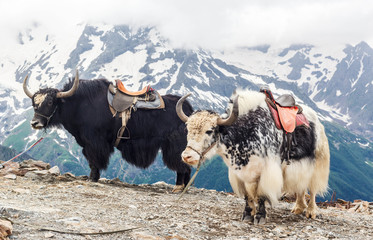 Yaks in the mountains, Dombay, Russia