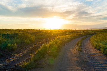 road in field