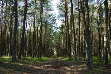 sea, beach, ocean, water,