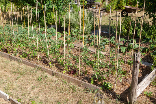 Au potager - rang de tomate