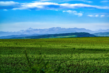 Fototapeta na wymiar Rural landscape with green fields to the horizon. Against the background of the Caucasus Mountains in the haze and blue sky with clouds.