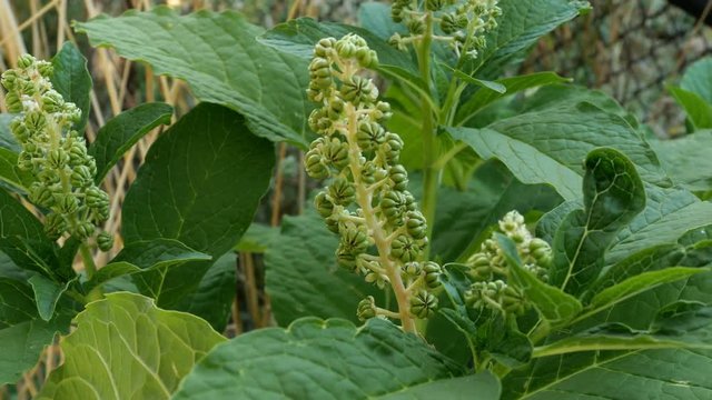 Lakonos American or Phytolacca americana bush with leaves and unripe berries grows in the garden or in the backyard and sways in the wind. Selective focus.