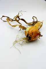 Onions