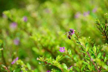 flying bees are looking for nectar