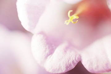 purple flower campanula close up.  abstract flower background. flower pistil close