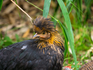 Poules