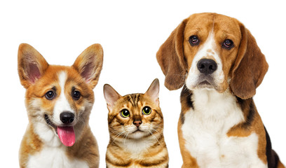 portrait of dogs looking on a white background