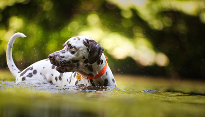 The Dalmatian