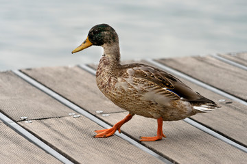 Ente.