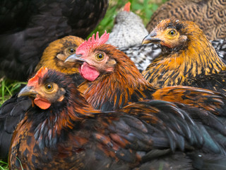 Poules