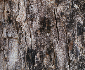 Close-up view of tree bark