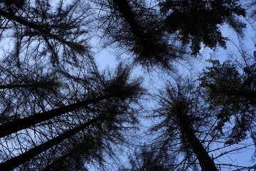 Low angular view dying forest