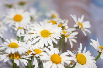 Fototapeta na wymiar Bouquet of flowers of daisies, selective focus, natural background