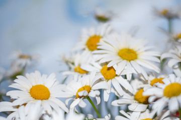 Bouquet of flowers of daisies, selective focus, natural background