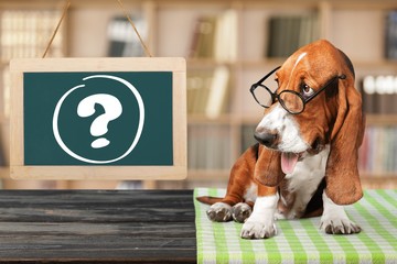 Dog question mark thoughtful advice animal answers