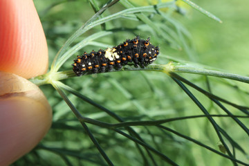 Eastern Black Swallowtail Caterpillar first instar eating some dill.