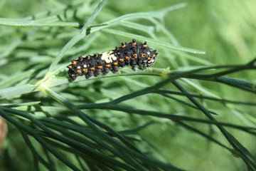 Eastern Black Swallowtail Caterpillar first instar eating some dill.