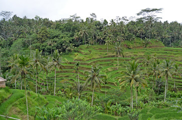 Fototapeta na wymiar rice terraces. Bali's beautiful nature
