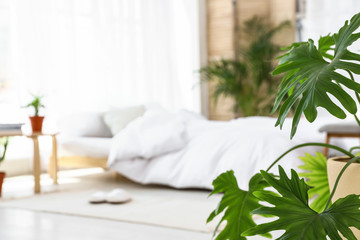 Blurred view of trendy bedroom interior, focus on monstera leaves. Plants for home