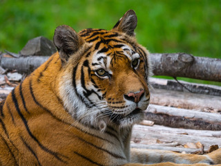 Tigre