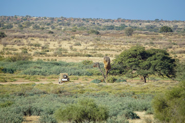 Fototapeta na wymiar Landschaft in Namibia Afrika