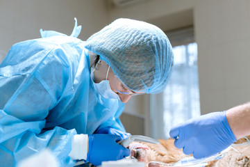 Veterinary dentistry. Dentist surgeon veterinarian with an assistant cleans and treats the dog's...