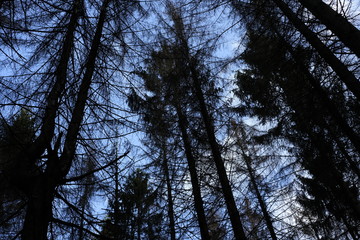 Obraz premium Forest dieback