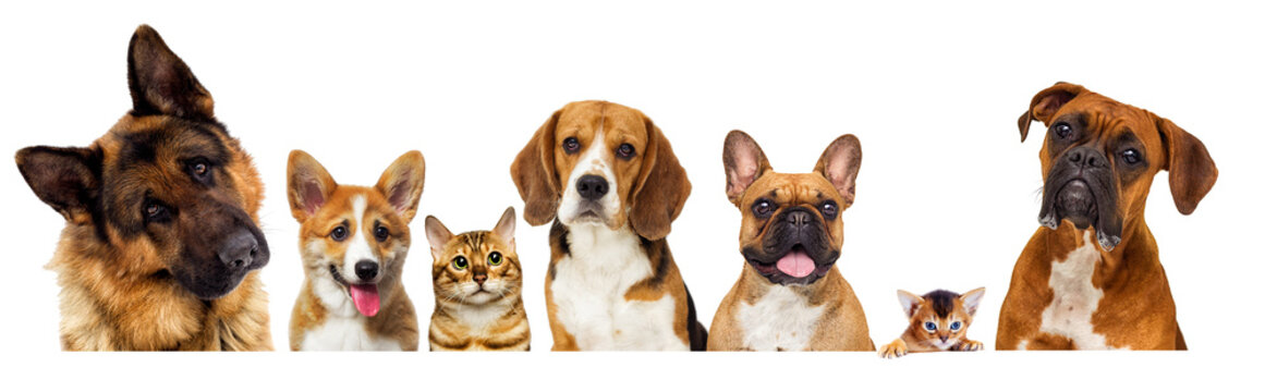 portrait of dogs looking on a white background