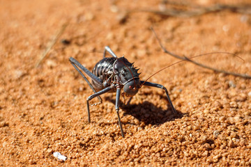Landschaft in Namibia Afrika