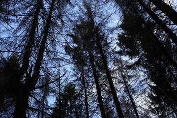 Forest dieback