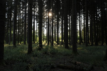 Fototapeta na wymiar Conifer forest scenic view sunlight