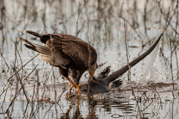 Chimango eating a dead Coipo